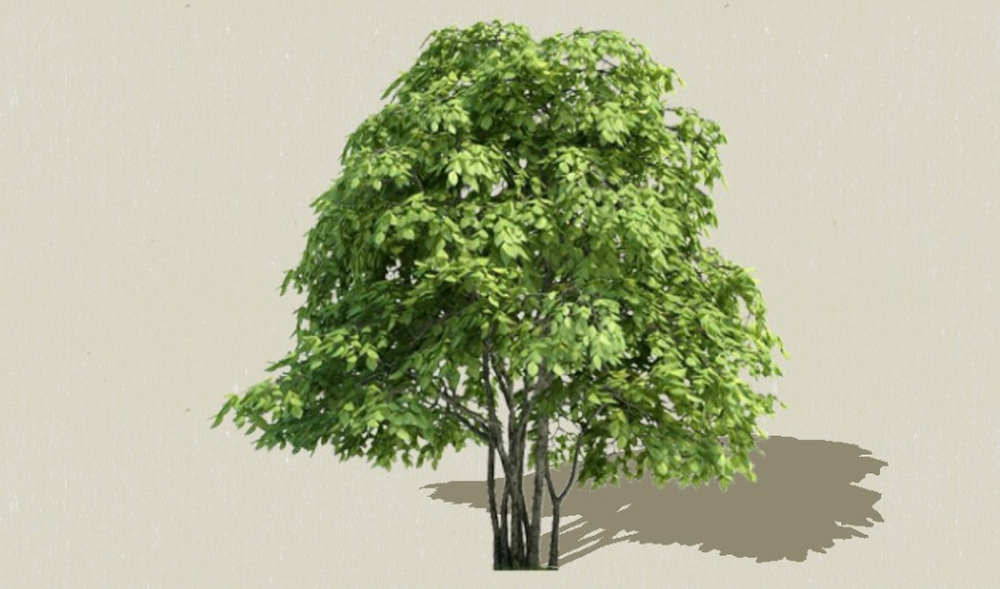 ��ľ000-����Sketchupģ��20220226.jpg