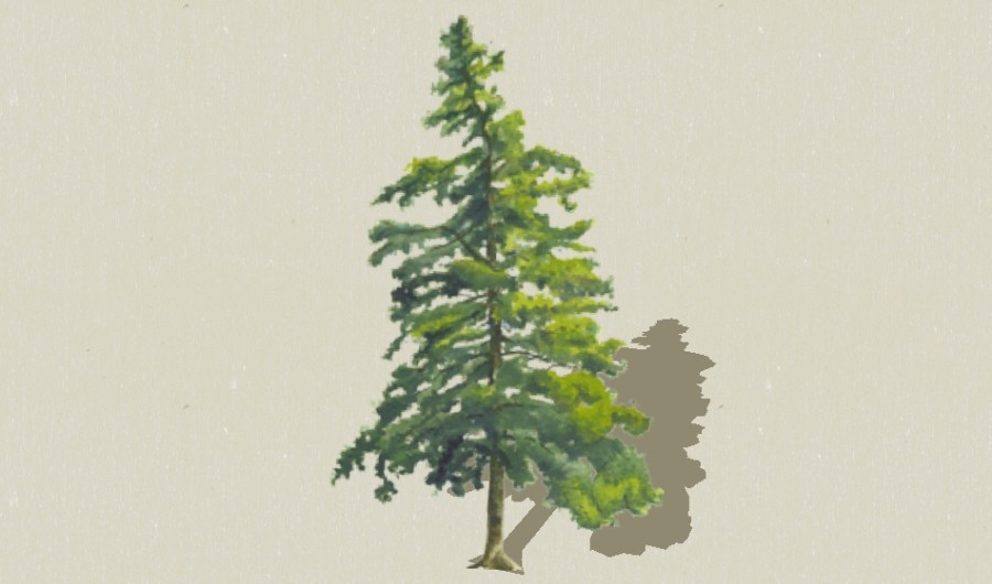 ѩ��11-����Sketchupģ��20220226.jpg