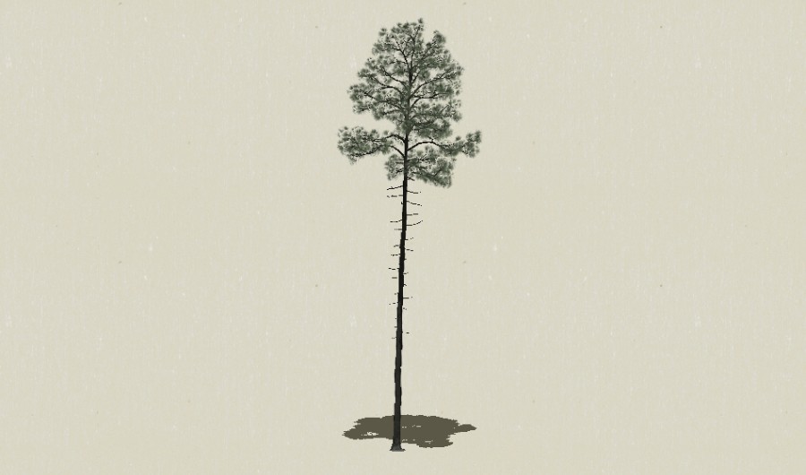 ��Ҷ��ľ-Sketchup��ͼ��ʦEnscape����ģ��202205116.jpg
