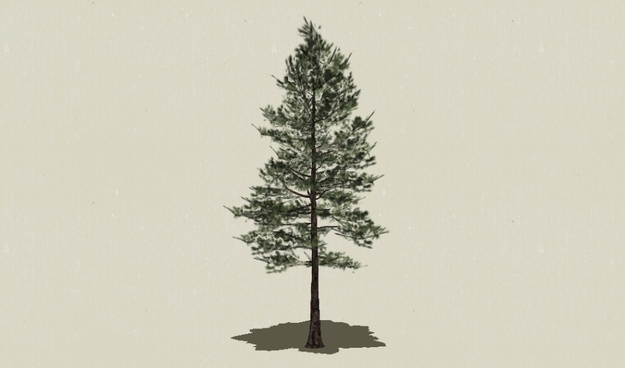 ��Ҷ��ľ-Sketchup��ͼ��ʦEnscape����ģ��2022051120.jpg