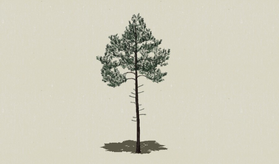 ��Ҷ��ľ-Sketchup��ͼ��ʦEnscape����ģ��2022051122.jpg