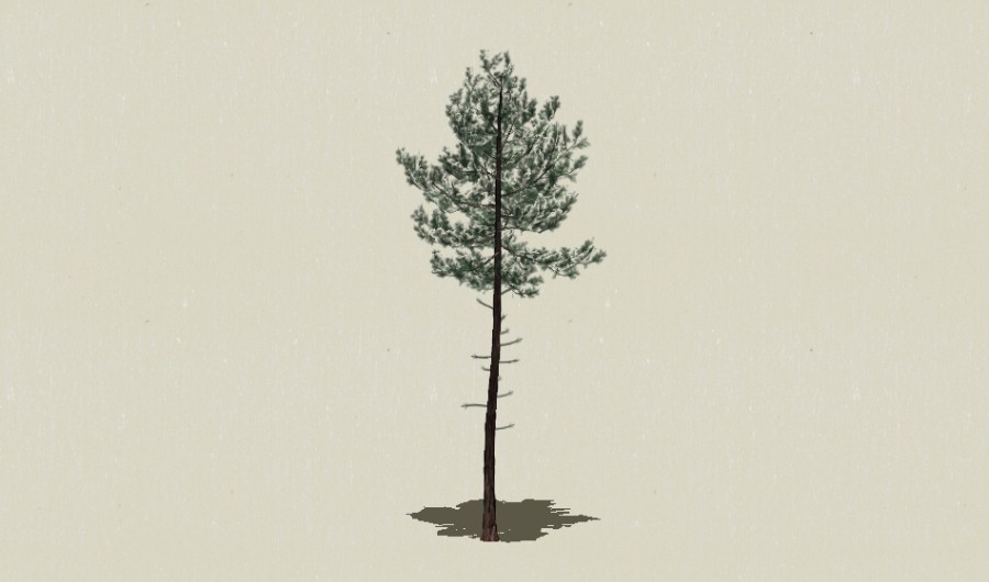 ��Ҷ��ľ-Sketchup��ͼ��ʦEnscape����ģ��2022051123.jpg