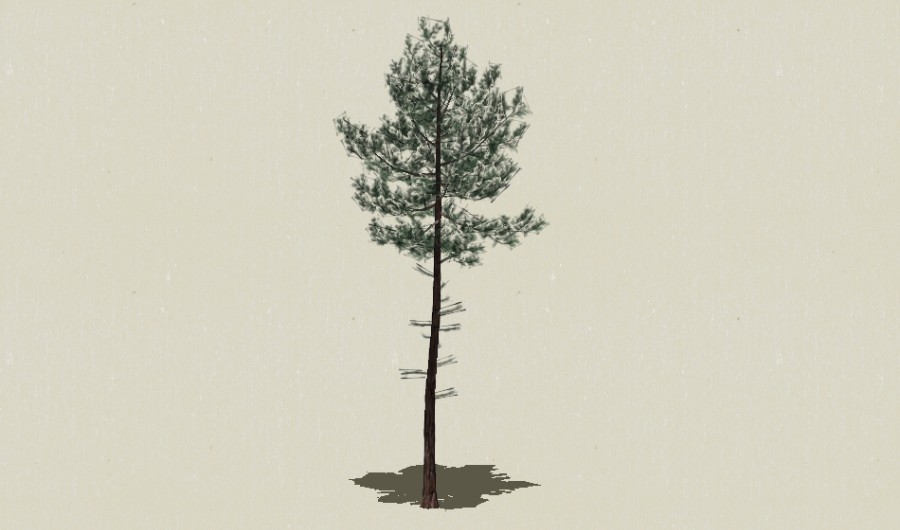 ��Ҷ��ľ-Sketchup��ͼ��ʦEnscape����ģ��2022051129.jpg