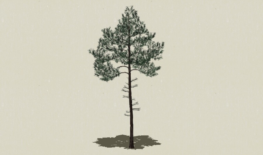 ��Ҷ��ľ-Sketchup��ͼ��ʦEnscape����ģ��2022051137.jpg