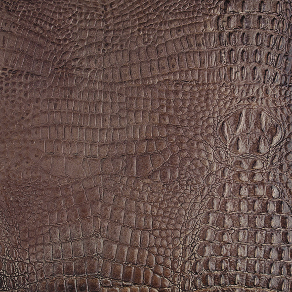 ƤשAVORIO CAIMANO.jpg