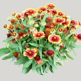 ͼʦģֲģȫ20221701