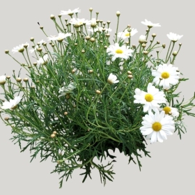 ͼʦģֲģȫ20221886