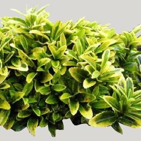 ͼʦģֲTTrees2Dֱģ179