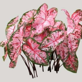 ͼʦģֲģȫ20221172