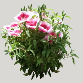 ͼʦģֲģȫ20221519