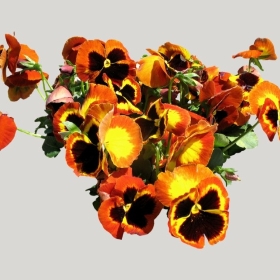 ͼʦģֲģȫ20222085