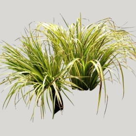 ͼʦģֲģȫ20221538