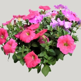 ͼʦģֲģȫ20222127