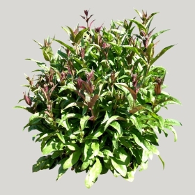 ͼʦģֲģȫ20221373