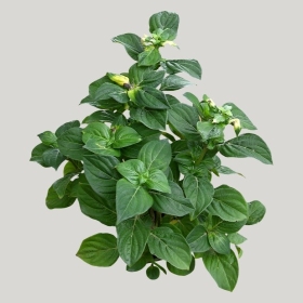 ͼʦģֲģȫ20222152