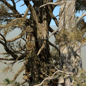 SpeedTree 8ģ Pine_Bristlecone_1 β01