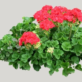 ͼʦģֲģȫ20221451