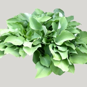 ͼʦģֲģȫ20221629