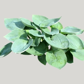 ͼʦģֲģȫ20221639