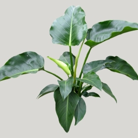 ͼʦģֲģȫ20222151