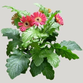 ͼʦģֲģȫ20221481