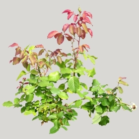 ͼʦģֲģȫ20221421