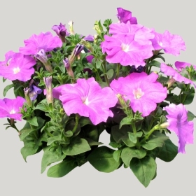 ͼʦģֲģȫ20222136