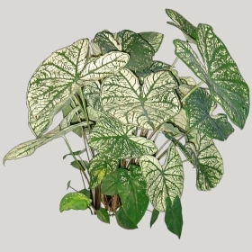 ͼʦģֲģȫ20221168