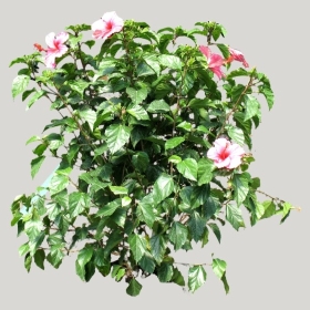 ͼʦģֲģȫ20221601