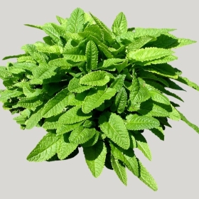 ͼʦģֲģȫ20221670