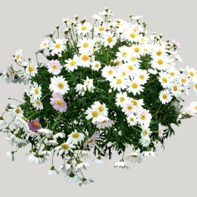 ͼʦģֲģȫ20221797