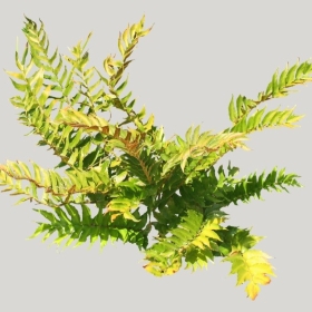 ͼʦģֲģȫ20221607