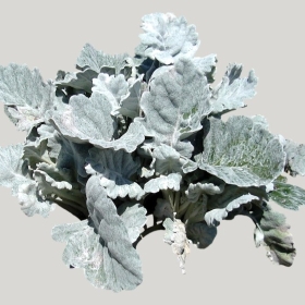 ͼʦģֲģȫ20221790