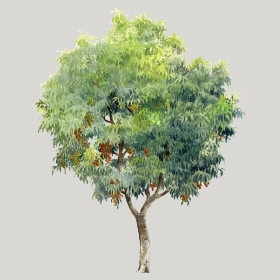 ͼʦģֲģȫ20222572