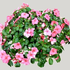 ͼʦģֲģȫ20221690