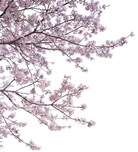 PSزĹҽPSDʽBough05