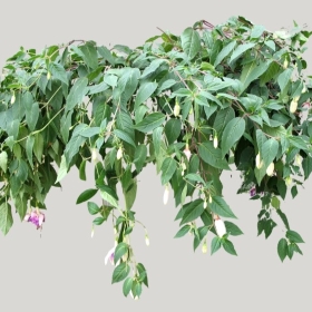 ͼʦģֲģȫ20221395