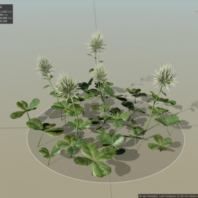 Ҷݴ Clover_Cluster 