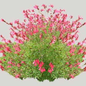 ͼʦģֲģȫ20222104