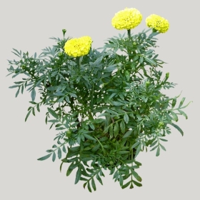 ͼʦģֲģȫ20221890