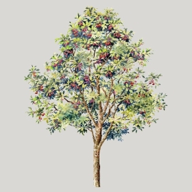 ͼʦģֲģȫ20222532