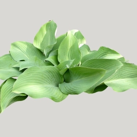 ͼʦģֲģȫ20221643