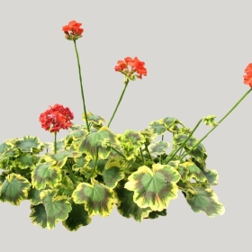 ͼʦģֲģȫ20221156