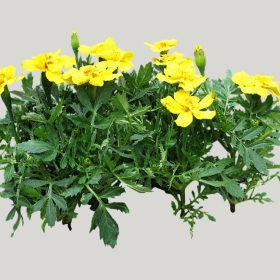 ͼʦģֲģȫ20221897