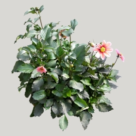 ͼʦģֲģȫ20221750