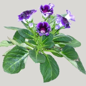 ͼʦģֲģȫ20221514