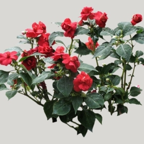 ͼʦģֲģȫ20221079