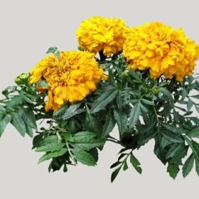 ͼʦģֲģȫ20221896