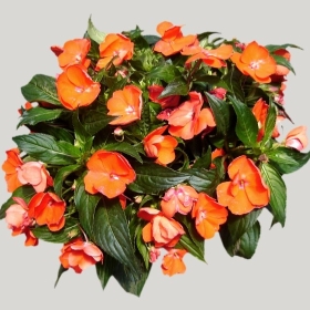 ͼʦģֲģȫ20221970