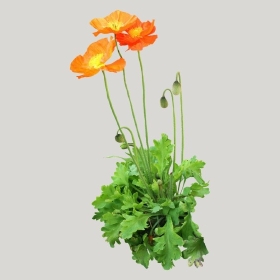 ͼʦģֲģȫ20222222